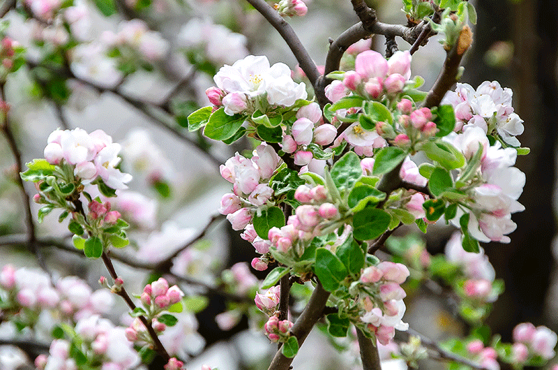 8. April 2019 - Unser Apfelbaum erfreut uns meit seinen Blüten